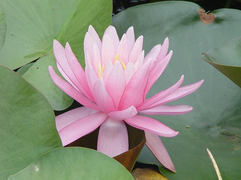 booroowhangary-nov09 031.jpg